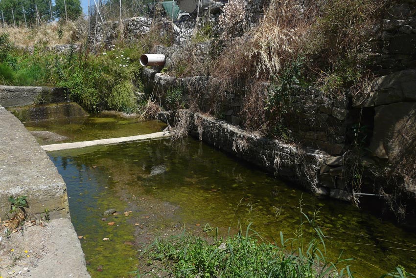 Rio Salivoli (Piombino) - rospi smeraldini in citt!